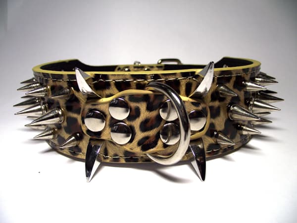 Hund halsband 2" Leopard med nitar 54-62cm