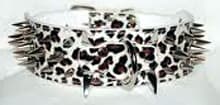 Hund halsband 2" vit Leopard med nitar 54-62cm