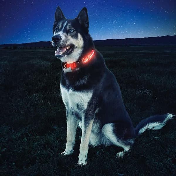NITE IZE NITE DAWG LED COLLAR MEDIUM,  hundhalsband led