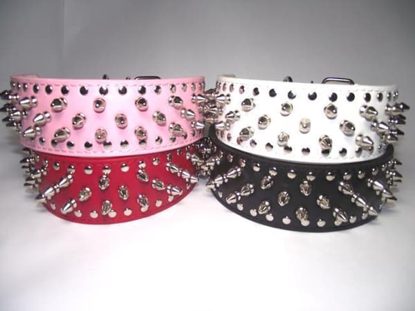 Hund halsband 2" vitt med nitar 39-47cm styling