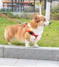 Pikkukuva 9 / 9: AirTag -kotelo koiran kaulakorun reppulle loistaa pimeässä kissassa