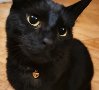 Katthalsband jättefint SILVER hjärta