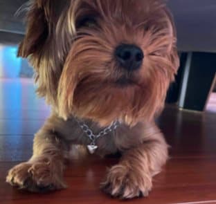 Hundhalsband jättefint SILVER hjärta SMALL 22 CM