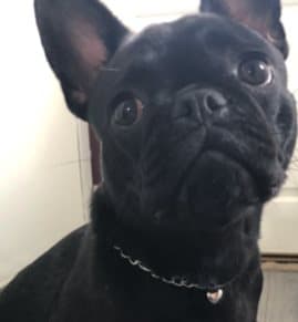 Hundhalsband jättefint SILVER hjärta MEDIUM 26 CM