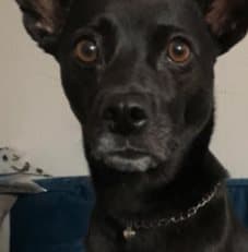 Hundhalsband jättefint SILVER hjärta LARGE 30 CM