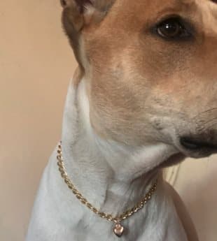 Hundhalsband jättefint GOLD hjärta LARGE 30 CM