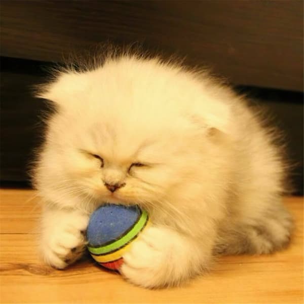Pet Cat Toys Kitten Soft Foam Rainbow Play Balls