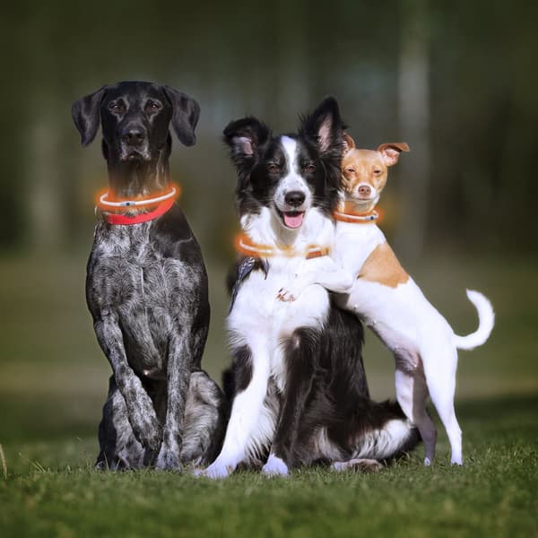 LED-halsband för husdjur Petlux InnovaGoods