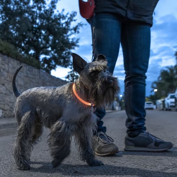 LED-halsband för husdjur Petlux InnovaGoods