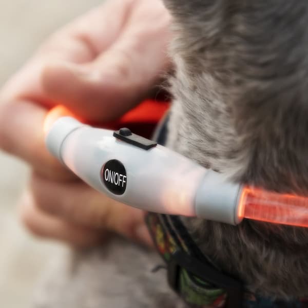 LED-halsband för husdjur Petlux InnovaGoods