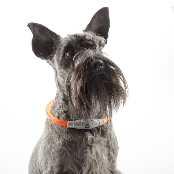LED-halsband för husdjur Petlux InnovaGoods
