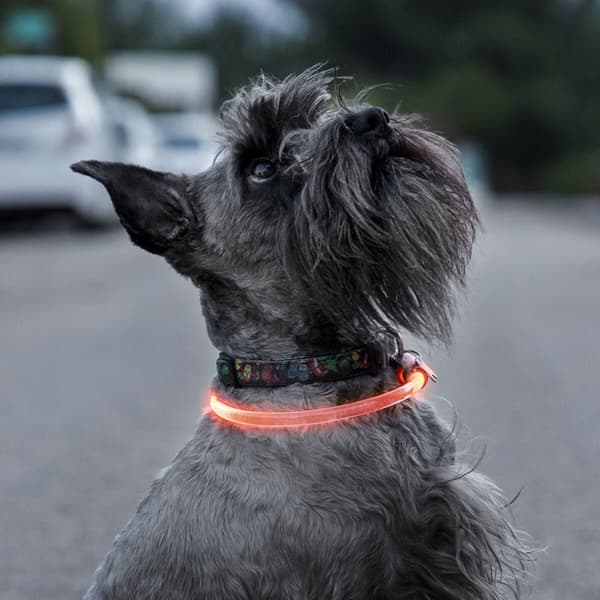 LED-halsband för husdjur Petlux InnovaGoods