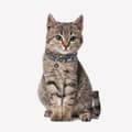 Miniatyrbild 9 av 11: Hundhalsband Star Wars XXS/XS Svart