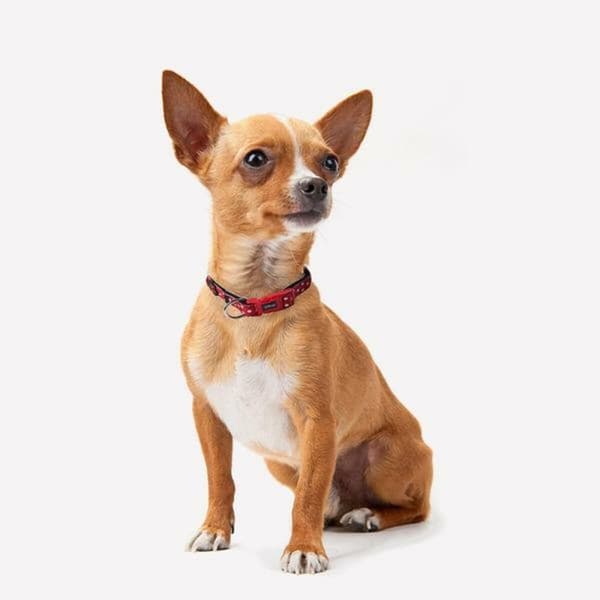 Hundhalsband Minnie Mouse XXS/XS Röd