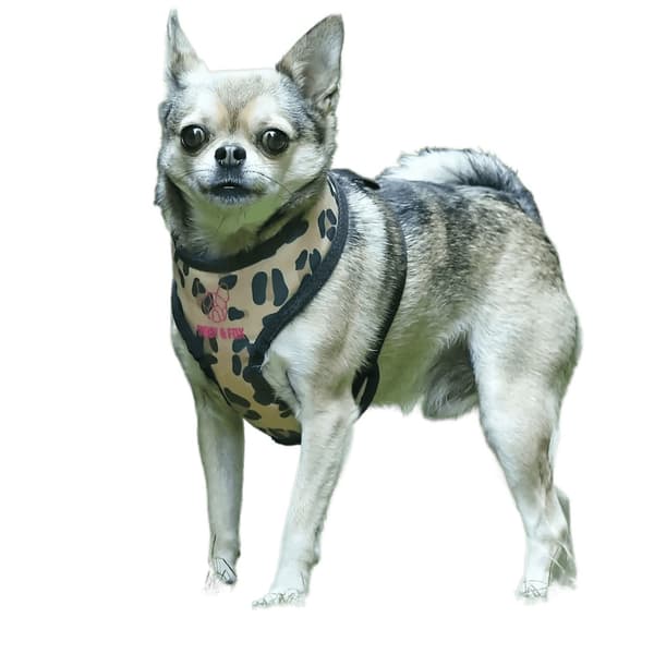 Digby & Fox Leopard Print Dog Harness
