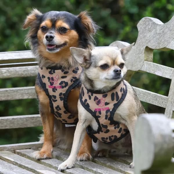 Digby & Fox Leopard Print Dog Harness