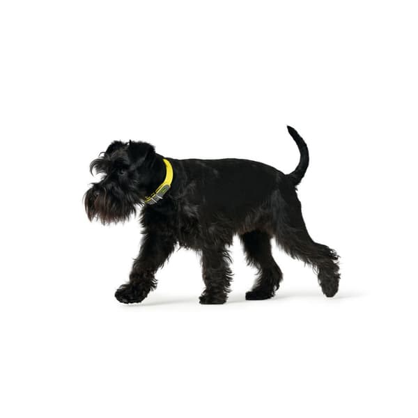 Hundhalsband Hunter Convenience 53-61 cm L/XL Gul