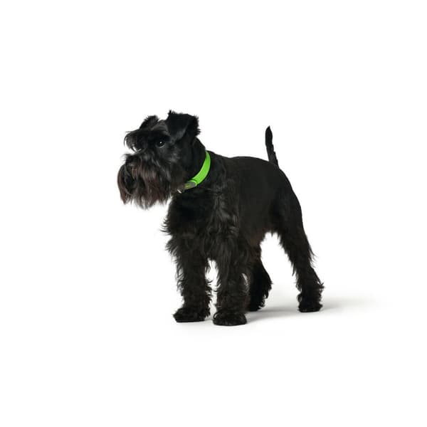 Hundhalsband Hunter Convenience 47-55 cm L Grön