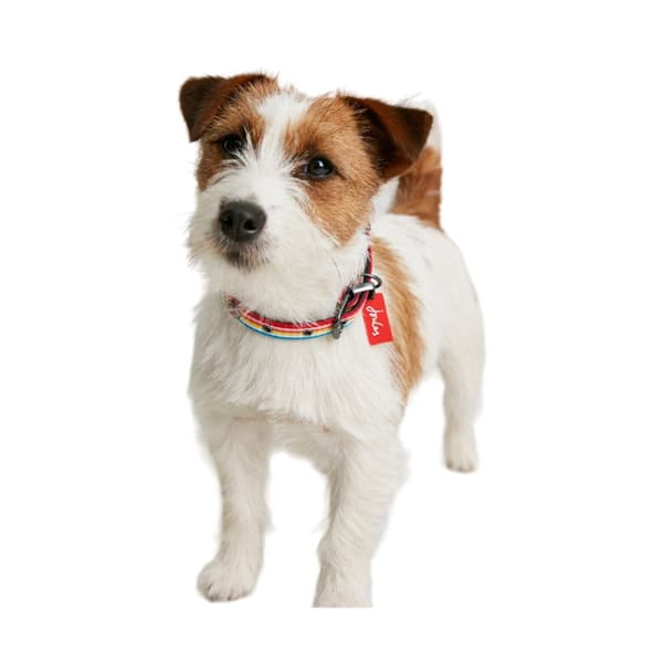 Joules Regnbågsrandigt hundhalsband
