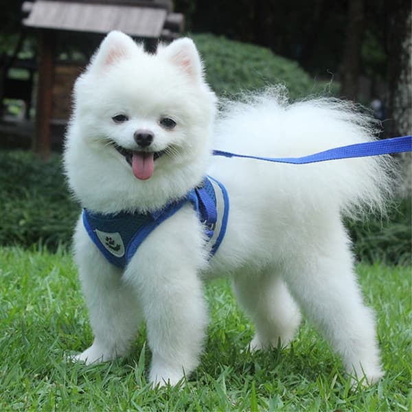 Reflekterende hundesele til små mellemstore hunde - Sort/S