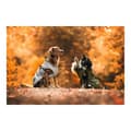 Miniatyrbild 5 av 8: Hundrock Norton 360 Uppsala 45 cm Brun