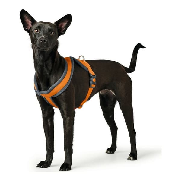 Hundsele Hunter London Comfort Orange S/M 52-62 cm