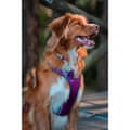 Miniatyrbild 2 av 3: Hundsele Red Dingo Dingo 47-73 cm 56-80 cm Purpur L