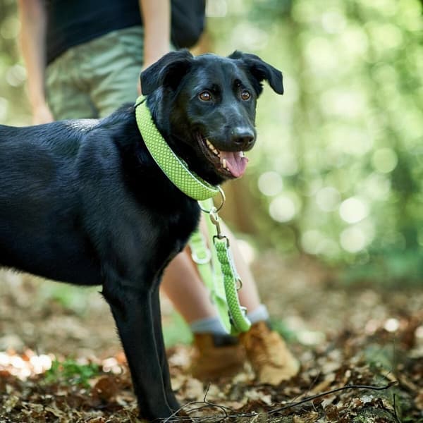 Hundhalsband Hunter Plus Tråd Storlek XL Lime (45-70 cm)