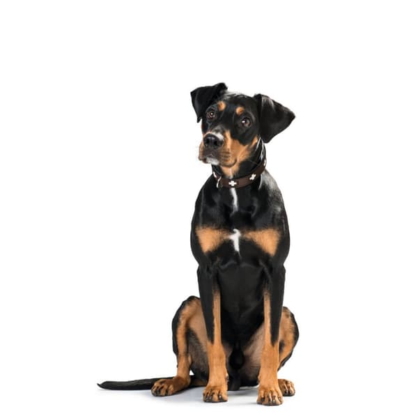 Hundhalsband Hunter Swiss 35-43 cm