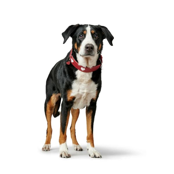 Hundhalsband Hunter Love M 41-49 cm Röd