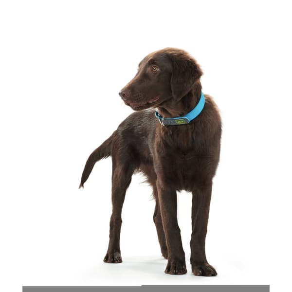 Hundehalsbånd Hunter Convenience Turkisblå (38-46 cm)