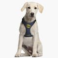 Miniatyrbillede 7 af 11: Hundesele Batman XXS/XS Blå