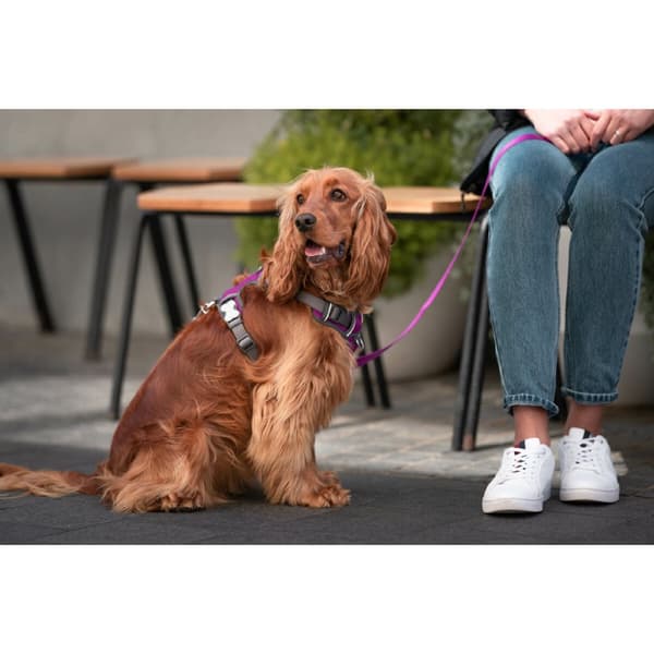Hundesele Red Dingo Dingo 38-58 cm 46-63 cm Lilla M
