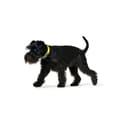 Miniatyrbillede 3 af 3: Hundehalsbånd Hunter Convenience 53-61 cm L/XL Gul