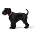 Miniatyrbild 3 av 3: Hundhalsband Hunter Covenience XS-S Rosa (23-31 cm)