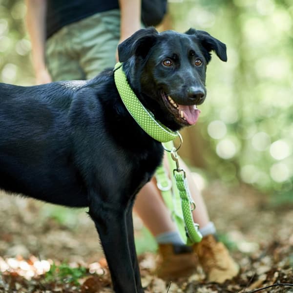 Hundhalsband Hunter Vario Plus Trådar Storlek L Lime (40-60 cm)