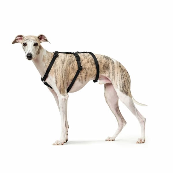 Hundesele Hunter Sort L M/L