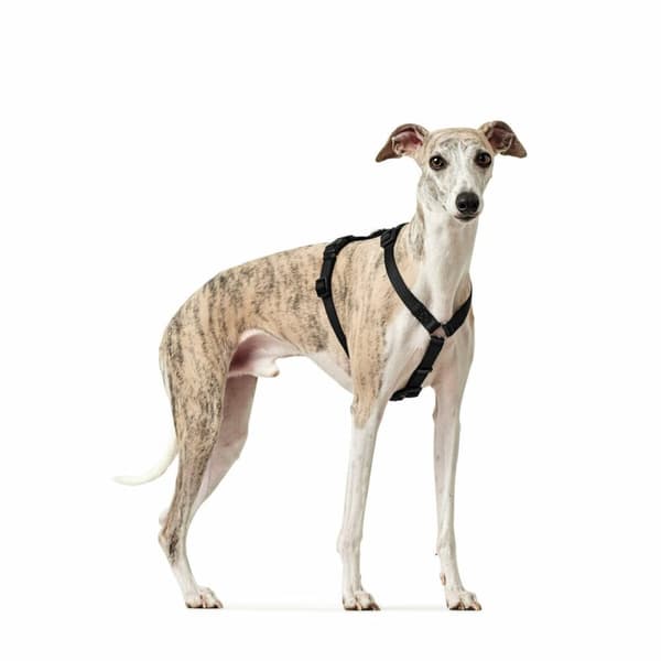Hundesele Hunter Sort L M/L