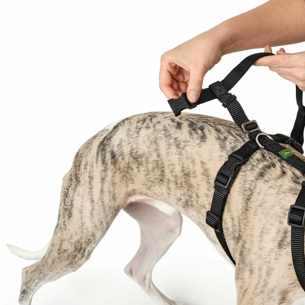Hundesele Hunter Sort L M/L