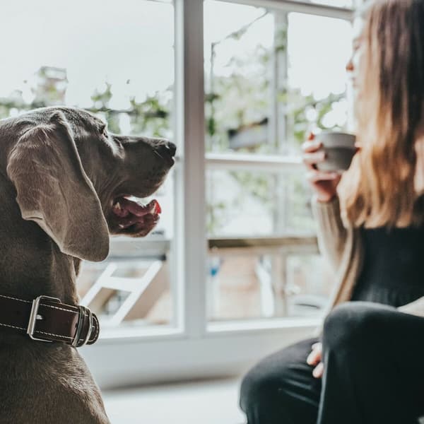 Hundehalsbånd Hunter Aalborg Cognac (24-30 cm)