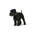 Miniatyrbillede 2 af 3: Hundehalsbånd Hunter Convenience 53-61 cm L/XL Grøn