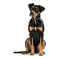 Miniatyrbild 4 av 4: Hunter Collar - 42825 - Swiss Collar 24-28,5 cm brun/svart