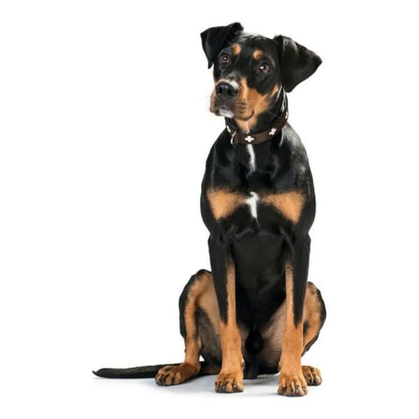 Hunter Collar - 42825 - Swiss Collar 24-28,5 cm brun/svart
