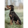 Miniatyrbillede 1 af 4: Hundehalsbånd Hunter Grøn 40-55 cm L