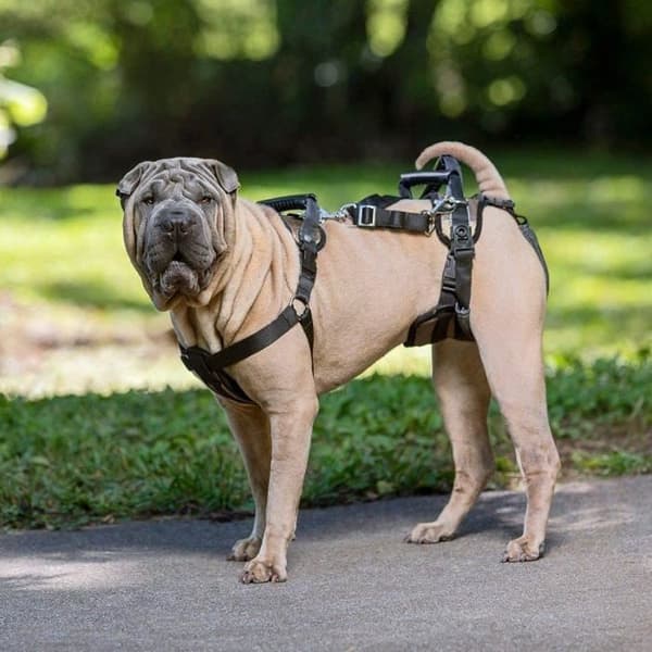 Petsafe CareLift ™ - Stödsele, medium