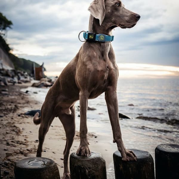 Hundehalsbånd Hunter Plus Gevind Turkisblå 11