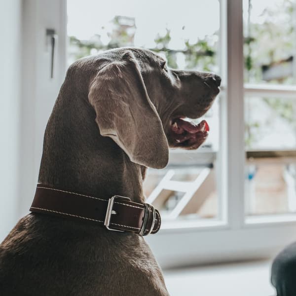 Hundehalsbånd Hunter Aalborg Special Cognac