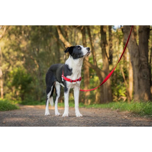 Hundesele Red Dingo 70-98 cm Rød L