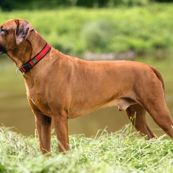 Hundhalsband Hunter Neopren Vario Röd (35-40 cm)