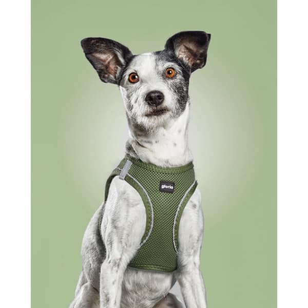 Hundsele Gloria 51-52 cm Grön L 33,4-35 cm